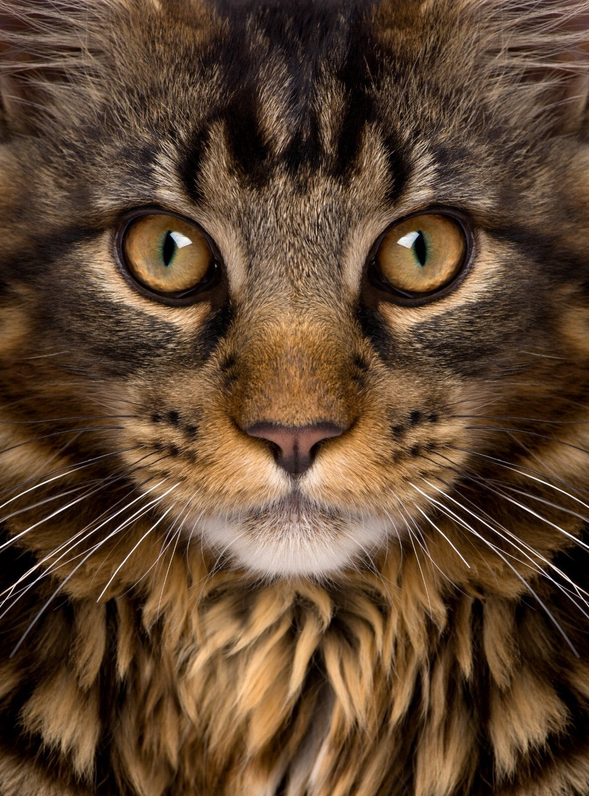 Cat Canvas Framed Poster | Wall Art - Home Decor