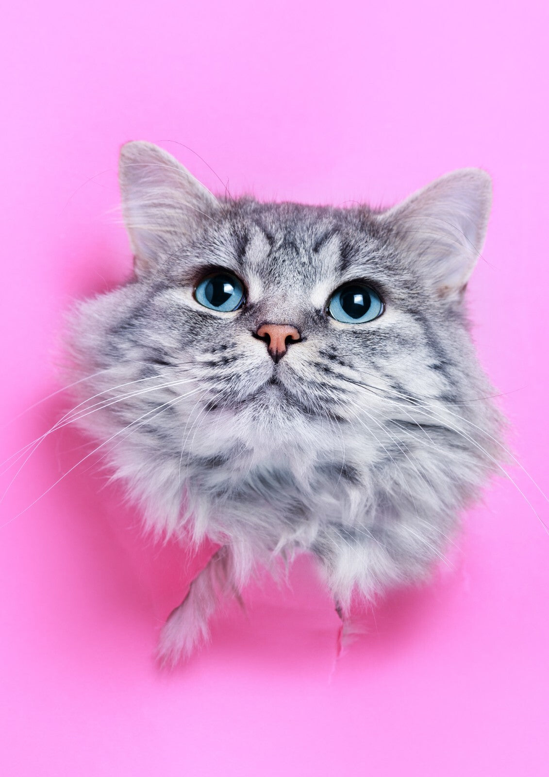 Cat Canvas Framed Poster | Wall Art - Home Decor