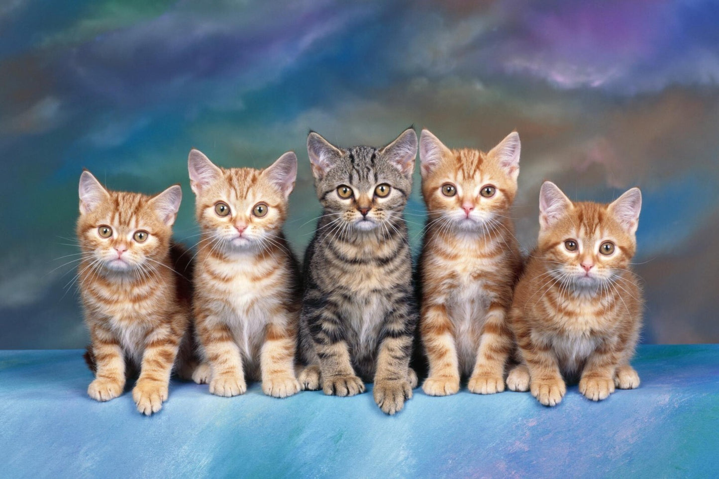 Cat Canvas Framed Poster | Wall Art - Home Decor