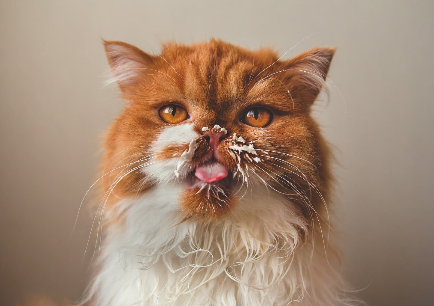 Cat Canvas Framed Poster | Wall Art - Home Decor
