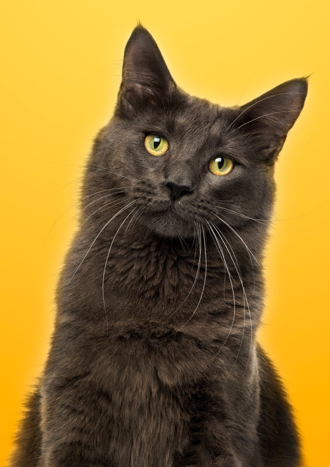 Cat Canvas Framed Poster | Wall Art - Home Decor