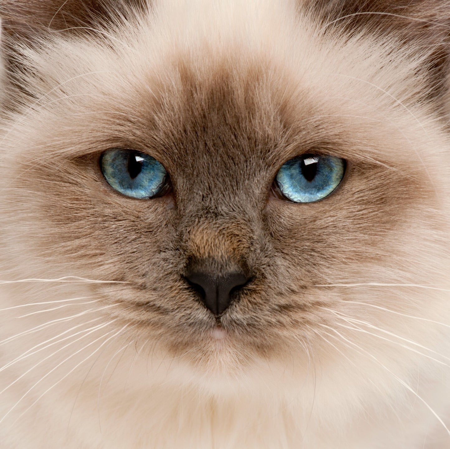 Cat Canvas Framed Poster | Wall Art - Home Decor