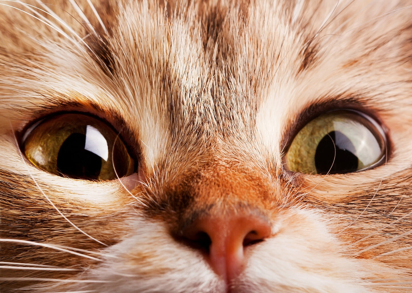 Cat Canvas Framed Poster | Wall Art - Home Decor