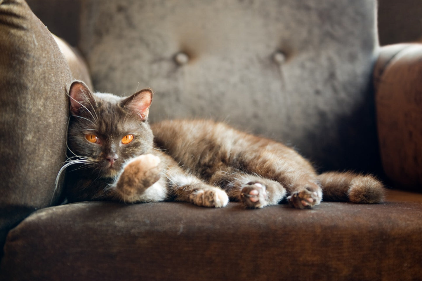 Cat Canvas Framed Poster | Wall Art - Home Decor