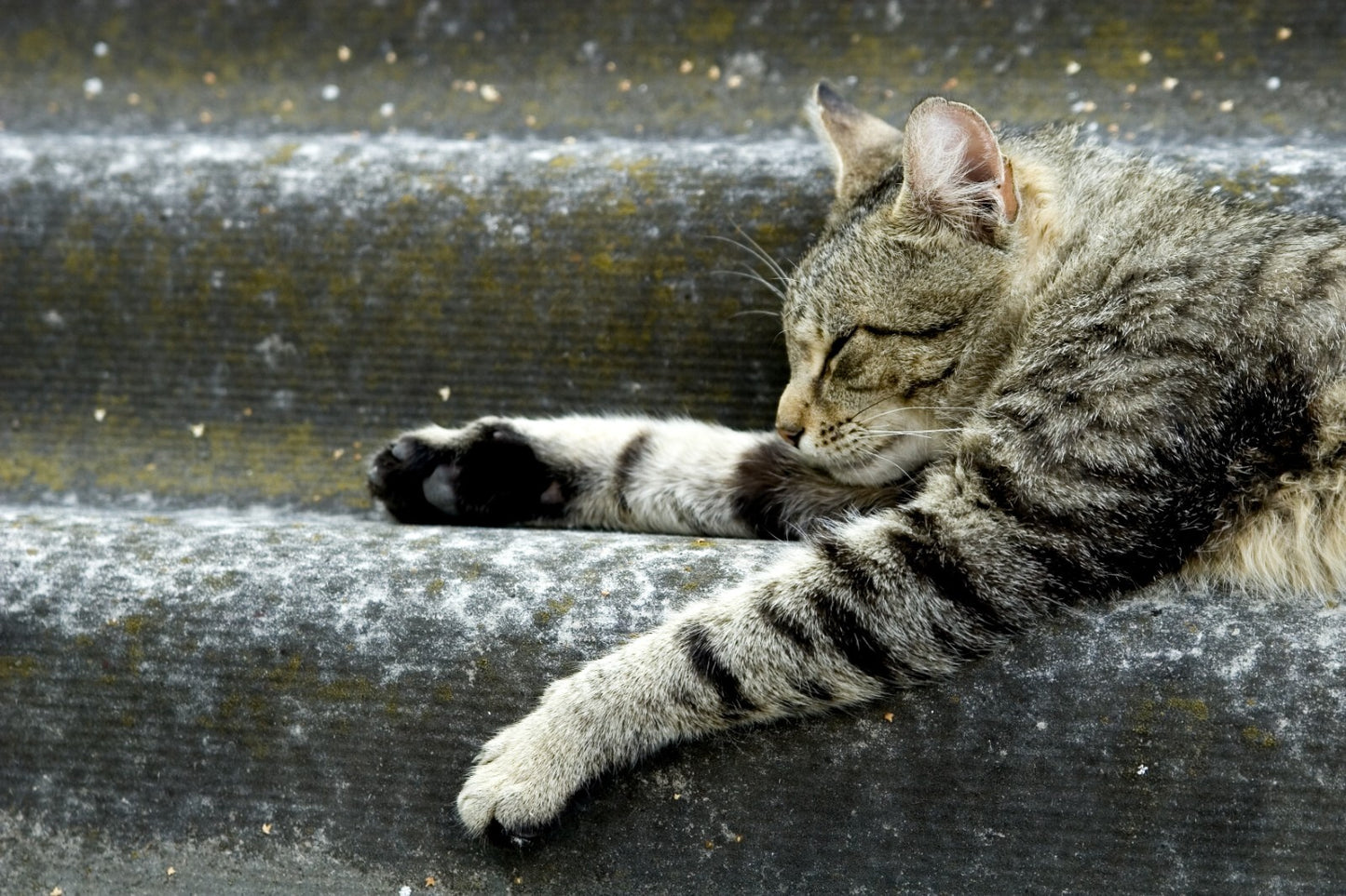 Cat Canvas Framed Poster | Wall Art - Home Decor