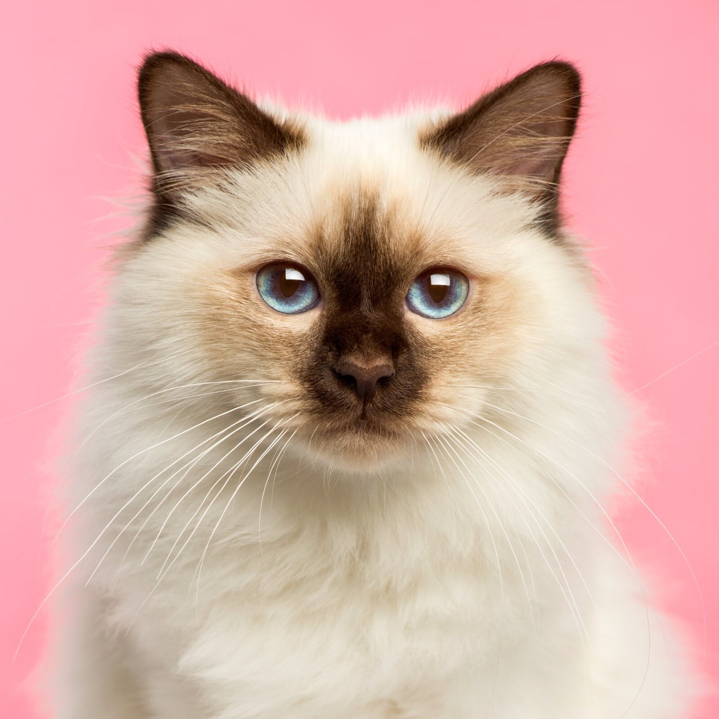 Cat Canvas Framed Poster | Wall Art - Home Decor