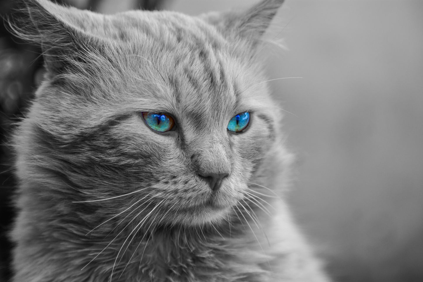 Cat Canvas Framed Poster | Wall Art - Home Decor
