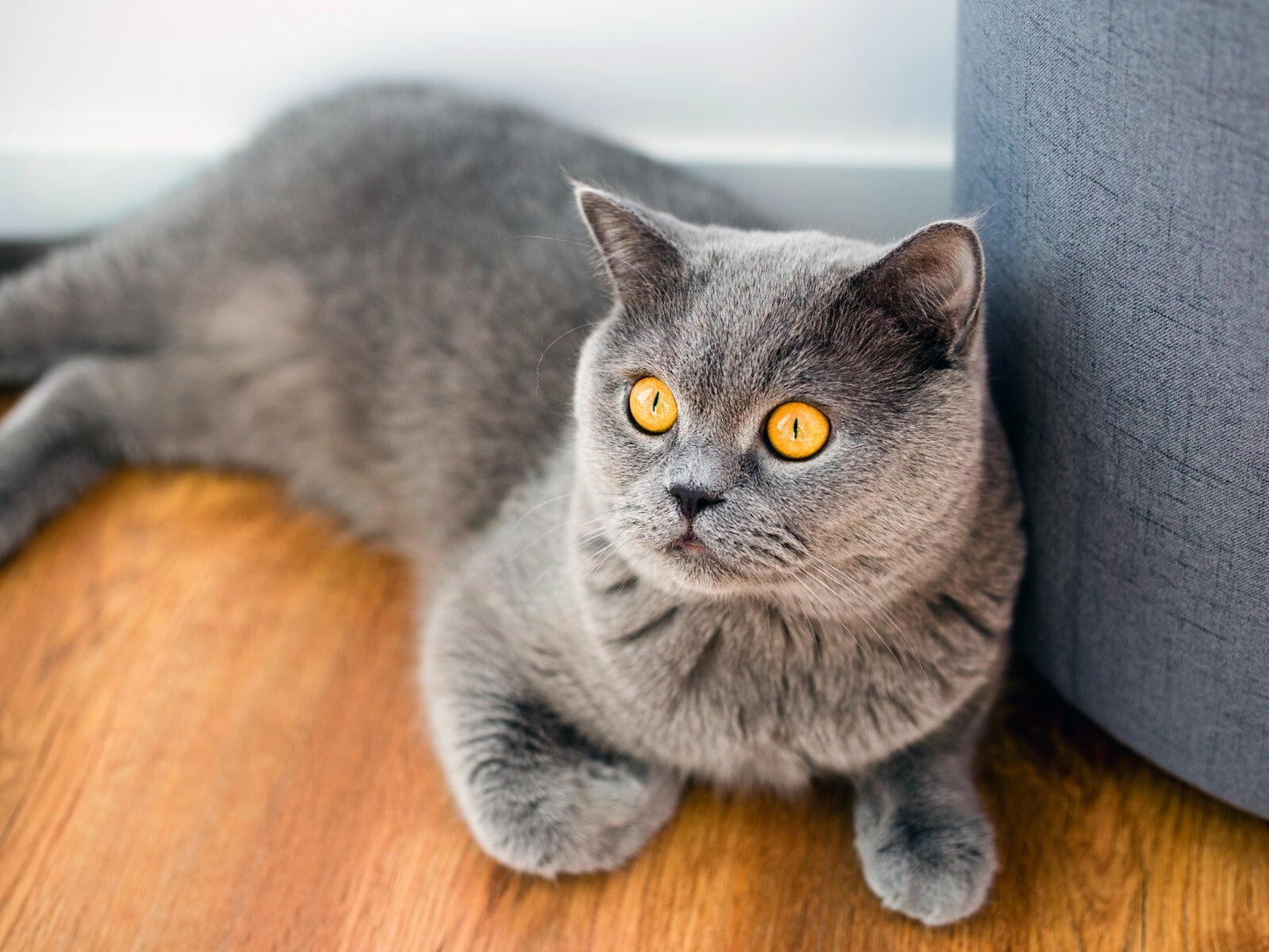 Cat Canvas Framed Poster | Wall Art - Home Decor