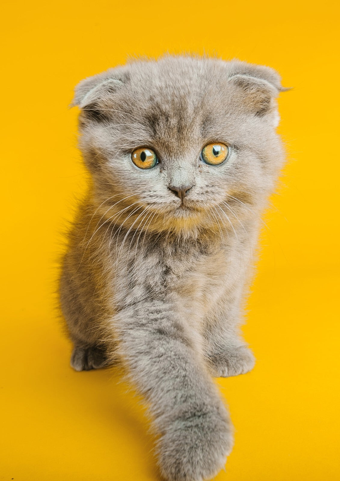 Cat Canvas Framed Poster | Wall Art - Home Decor