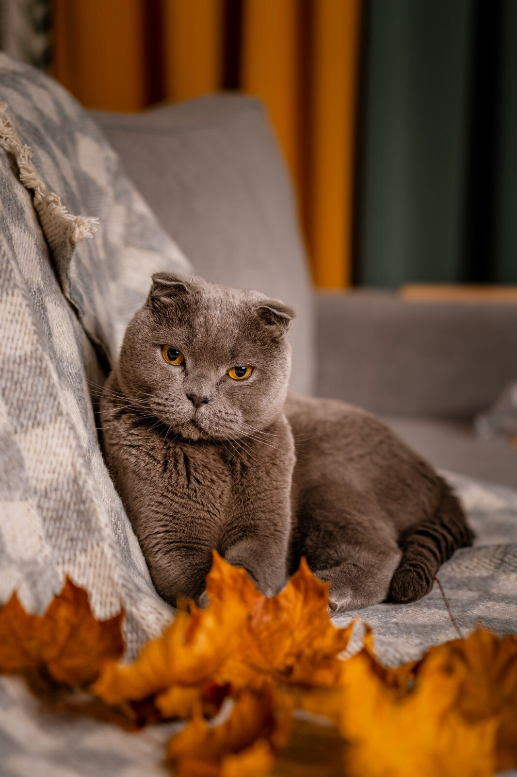 Cat Canvas Framed Poster | Wall Art - Home Decor