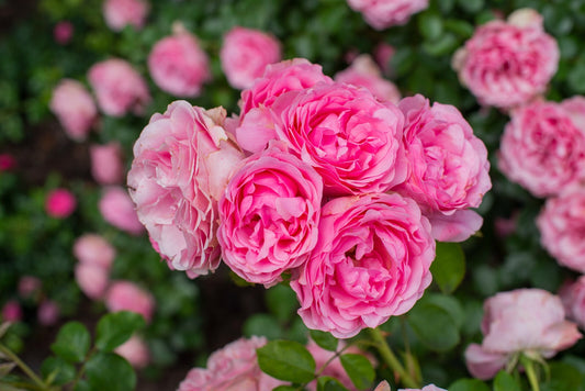 Flowers Canvas | Wall Art , Canvas , Home Decor , Customized Gift