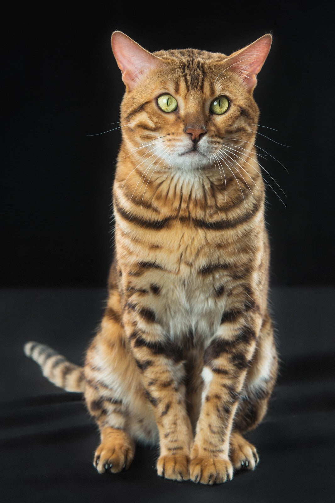 Cat Canvas Framed Poster | Wall Art - Home Decor