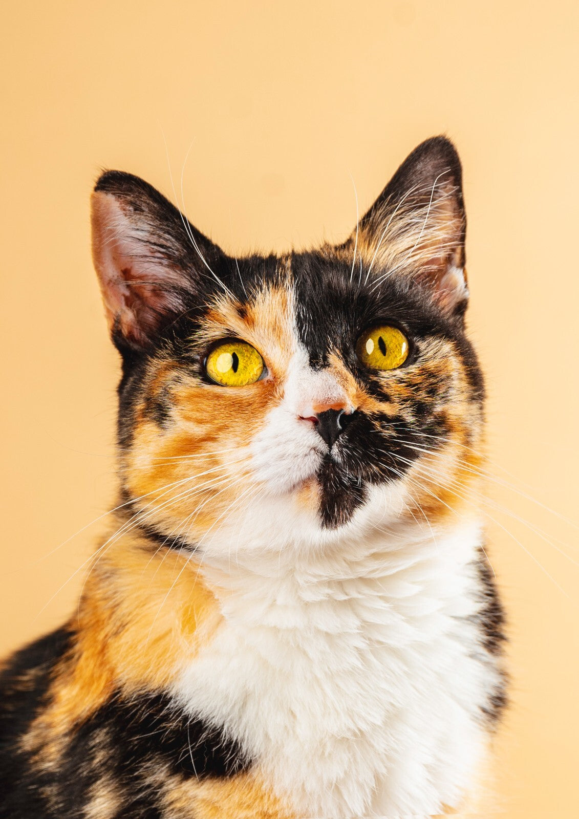 Cat Canvas Framed Poster | Wall Art - Home Decor