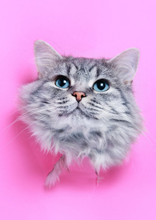 Cat Canvas Framed Poster | Wall Art - Home Decor
