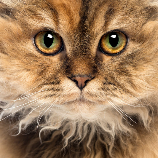 Cat Canvas Framed Poster | Wall Art - Home Decor
