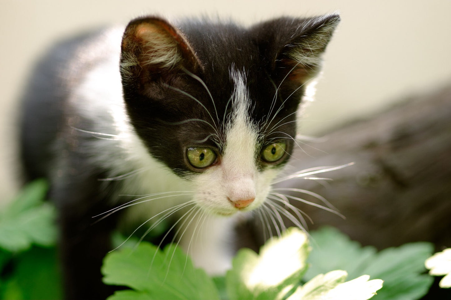 Cat Canvas Framed Poster | Wall Art - Home Decor