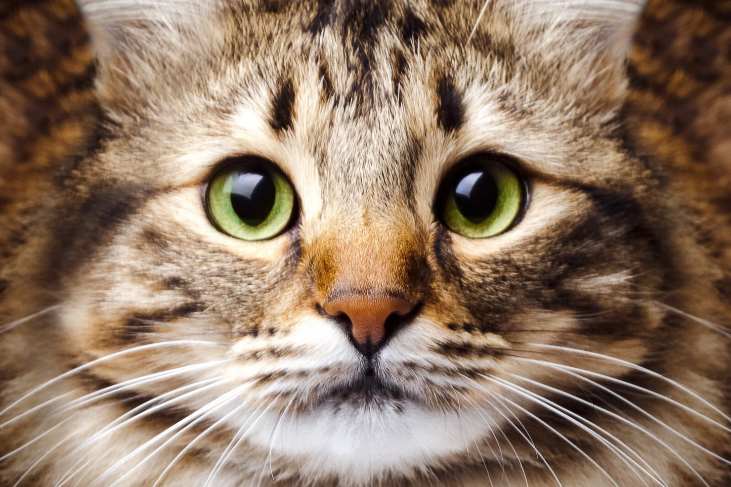 Brandon Aubrey Canvas