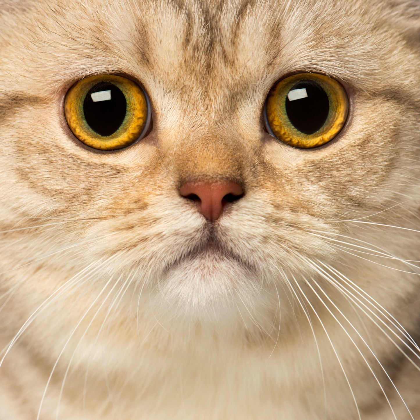 Cat Canvas Framed Poster | Wall Art - Home Decor