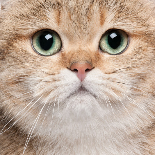 Cat Canvas Framed Poster | Wall Art - Home Decor