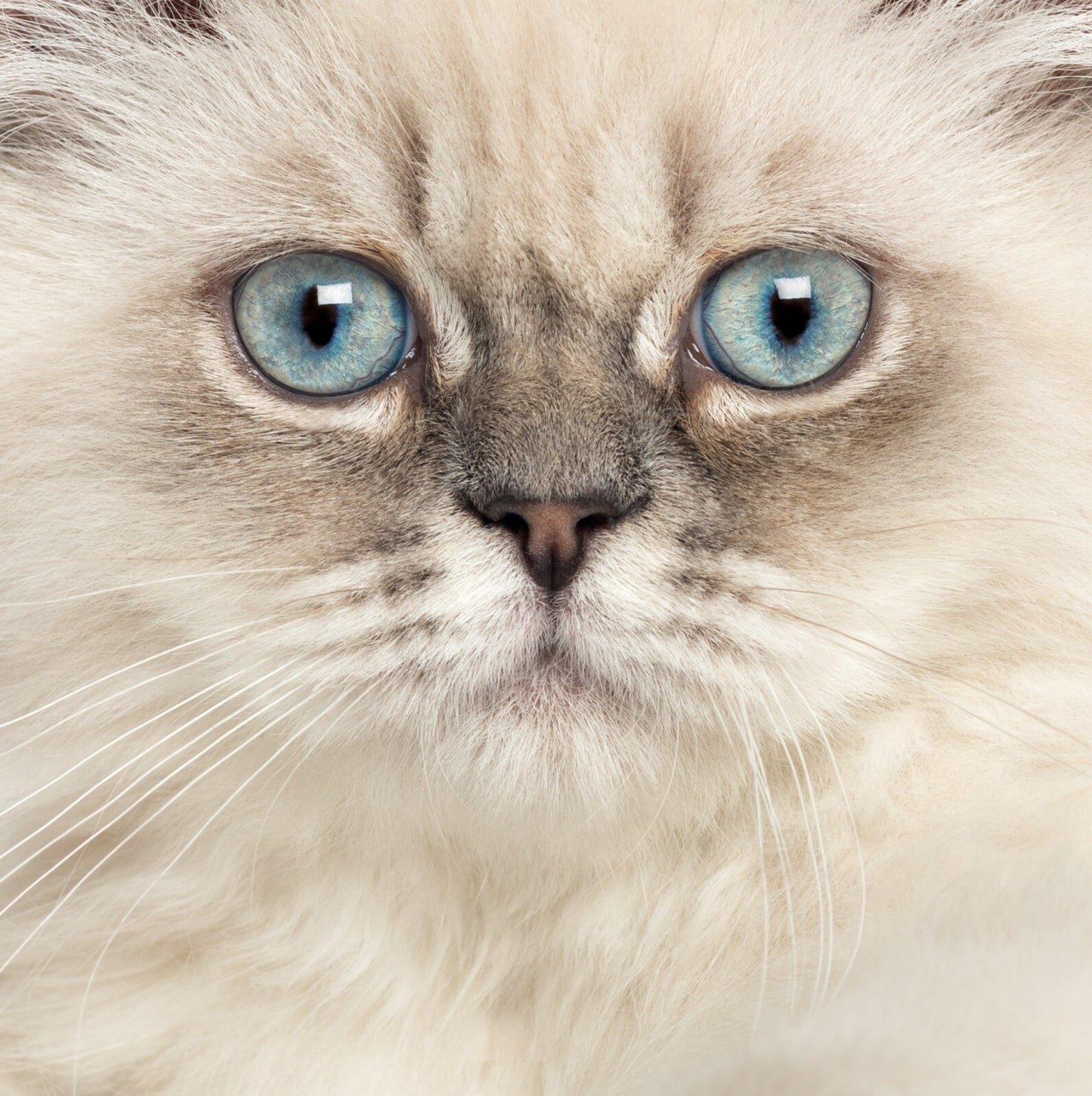 Cat Canvas Framed Poster | Wall Art - Home Decor