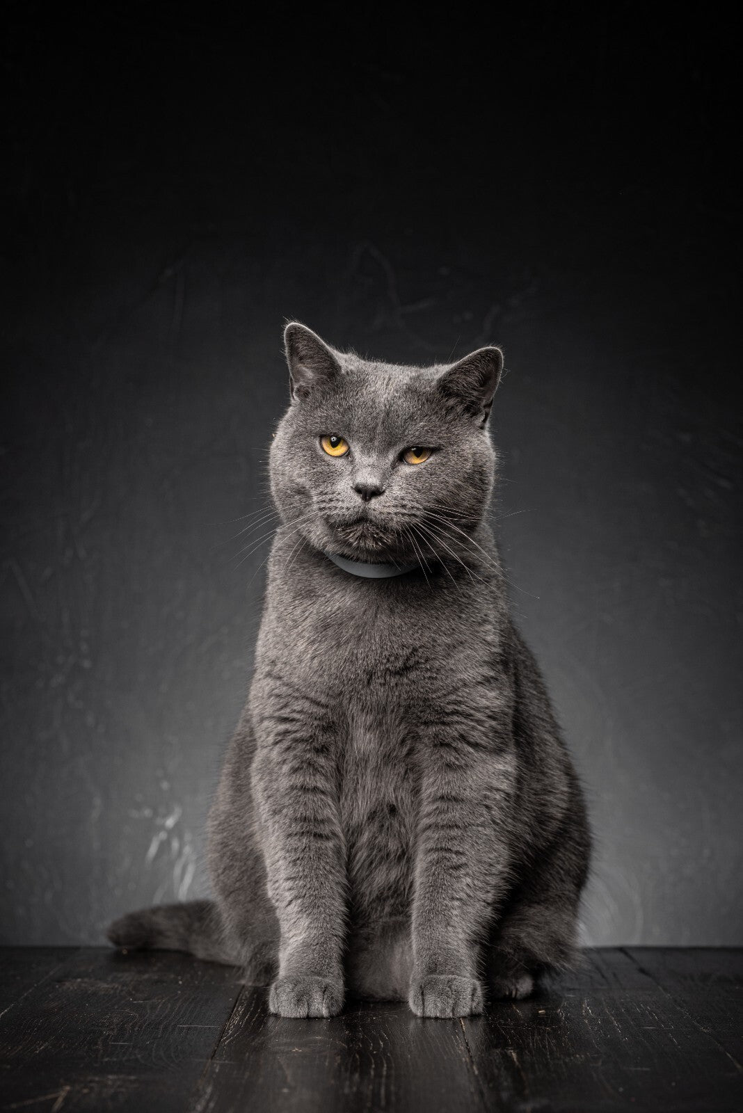 Cat Canvas Framed Poster | Wall Art - Home Decor