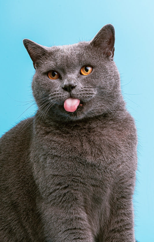 Cat Canvas Framed Poster | Wall Art - Home Decor
