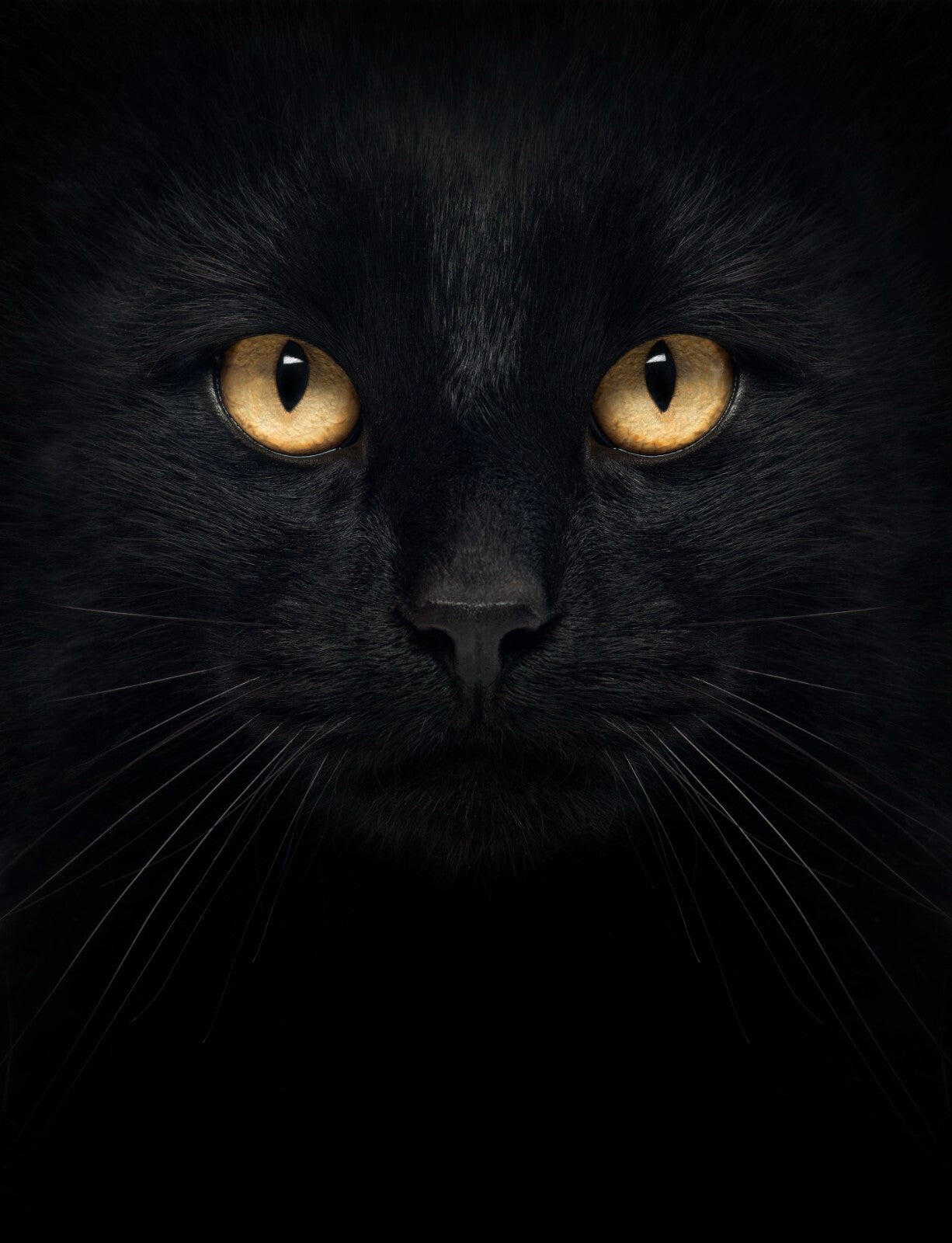 Cat Canvas Framed Poster | Wall Art - Home Decor