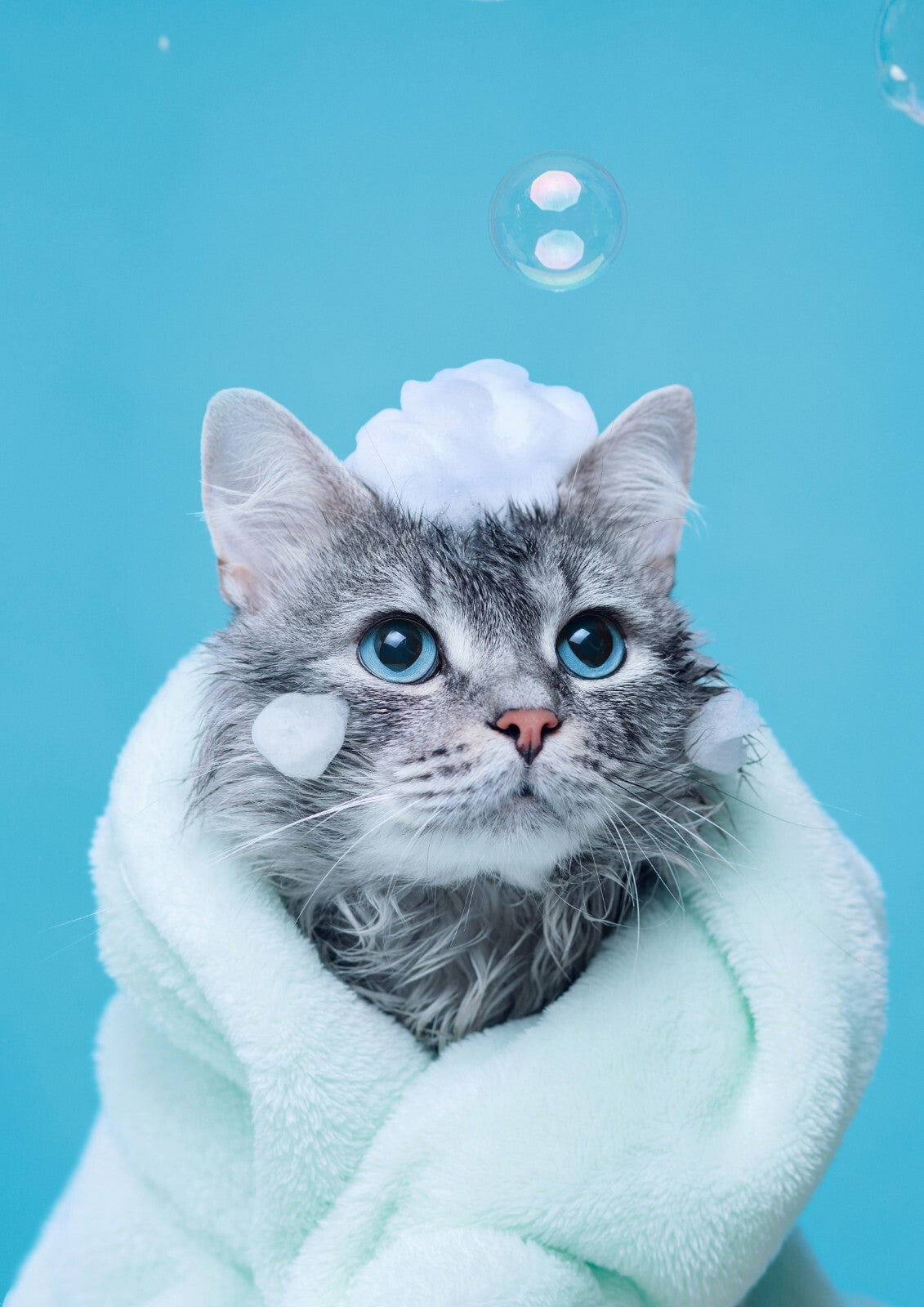 Cat Canvas Framed Poster | Wall Art - Home Decor
