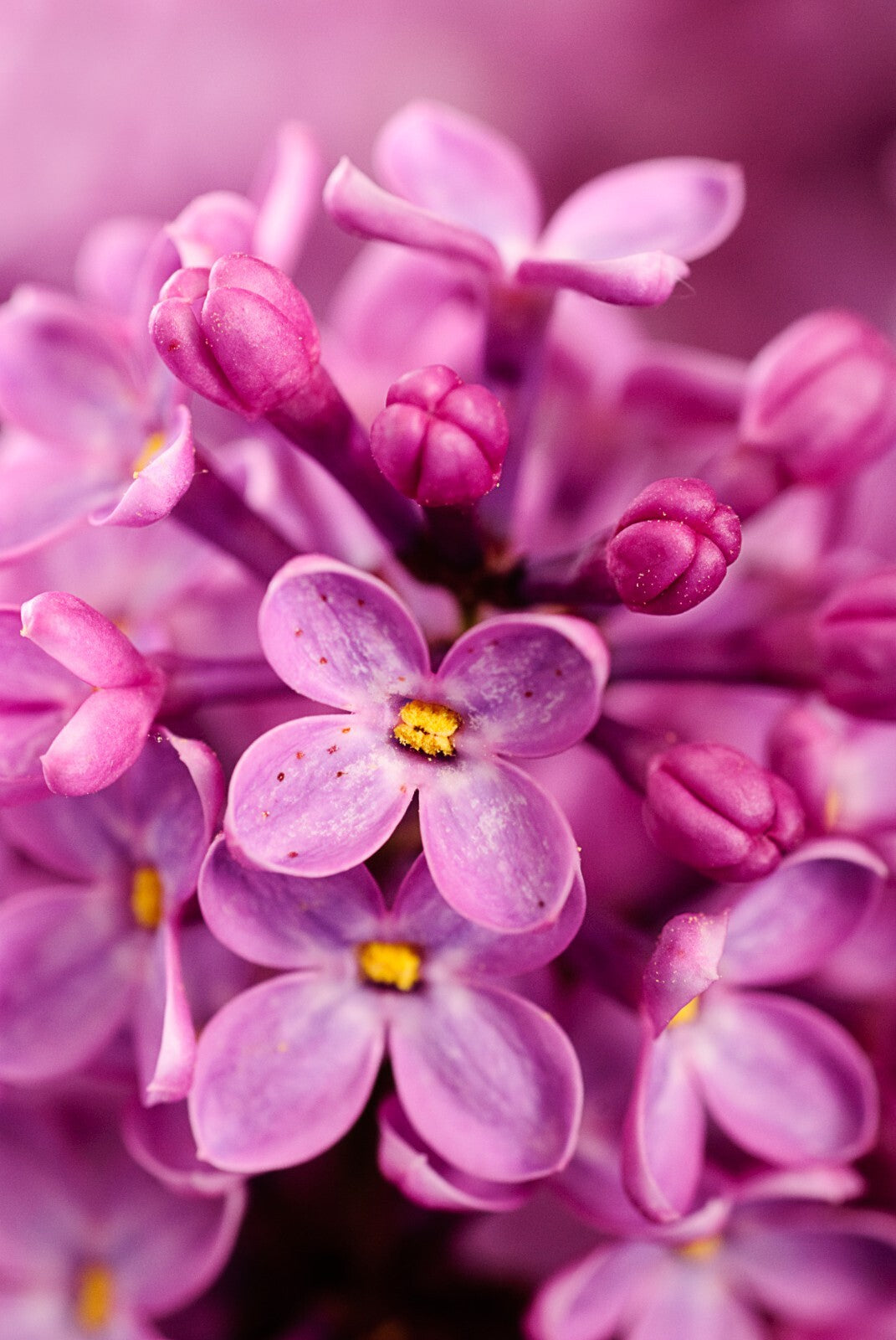 Flowers Canvas | Wall Art , Canvas , Home Decor , Customized Gift