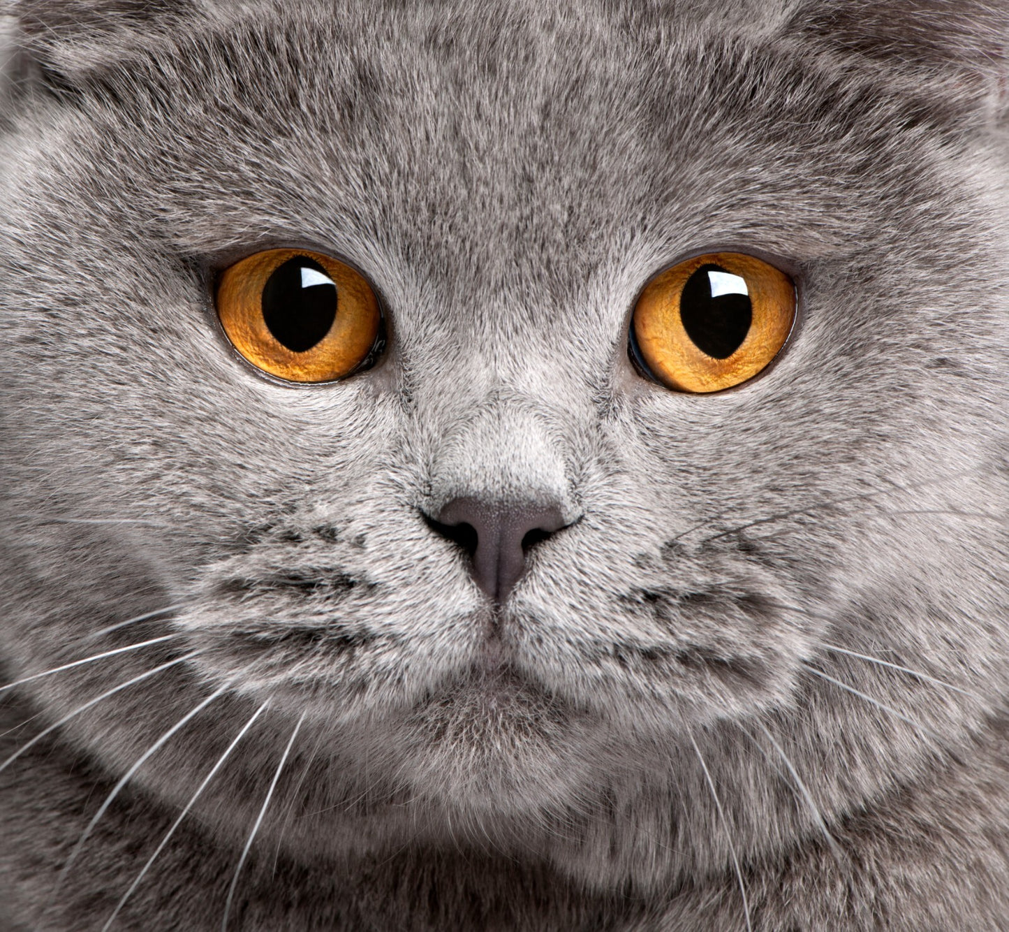 Cat Canvas Framed Poster | Wall Art - Home Decor