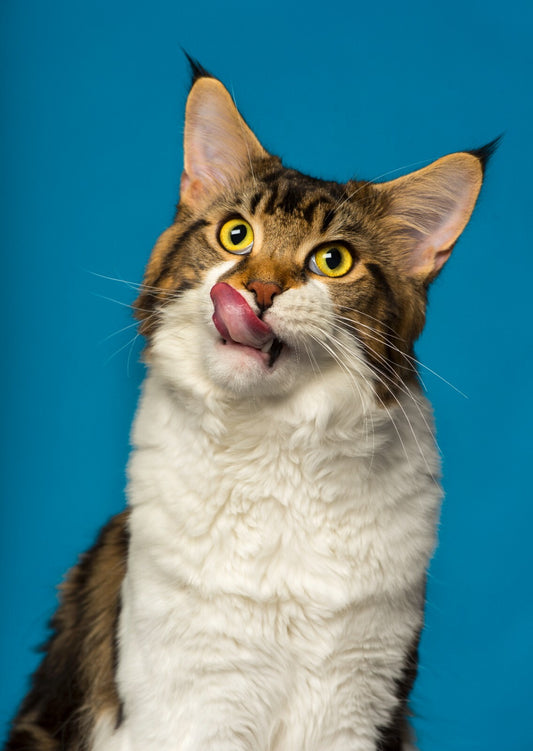 Cat Canvas Framed Poster | Wall Art - Home Decor