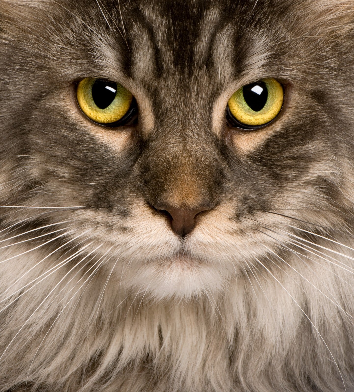 Cat Canvas Framed Poster | Wall Art - Home Decor