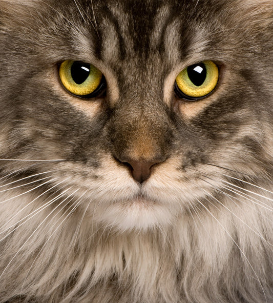 Cat Canvas Framed Poster | Wall Art - Home Decor