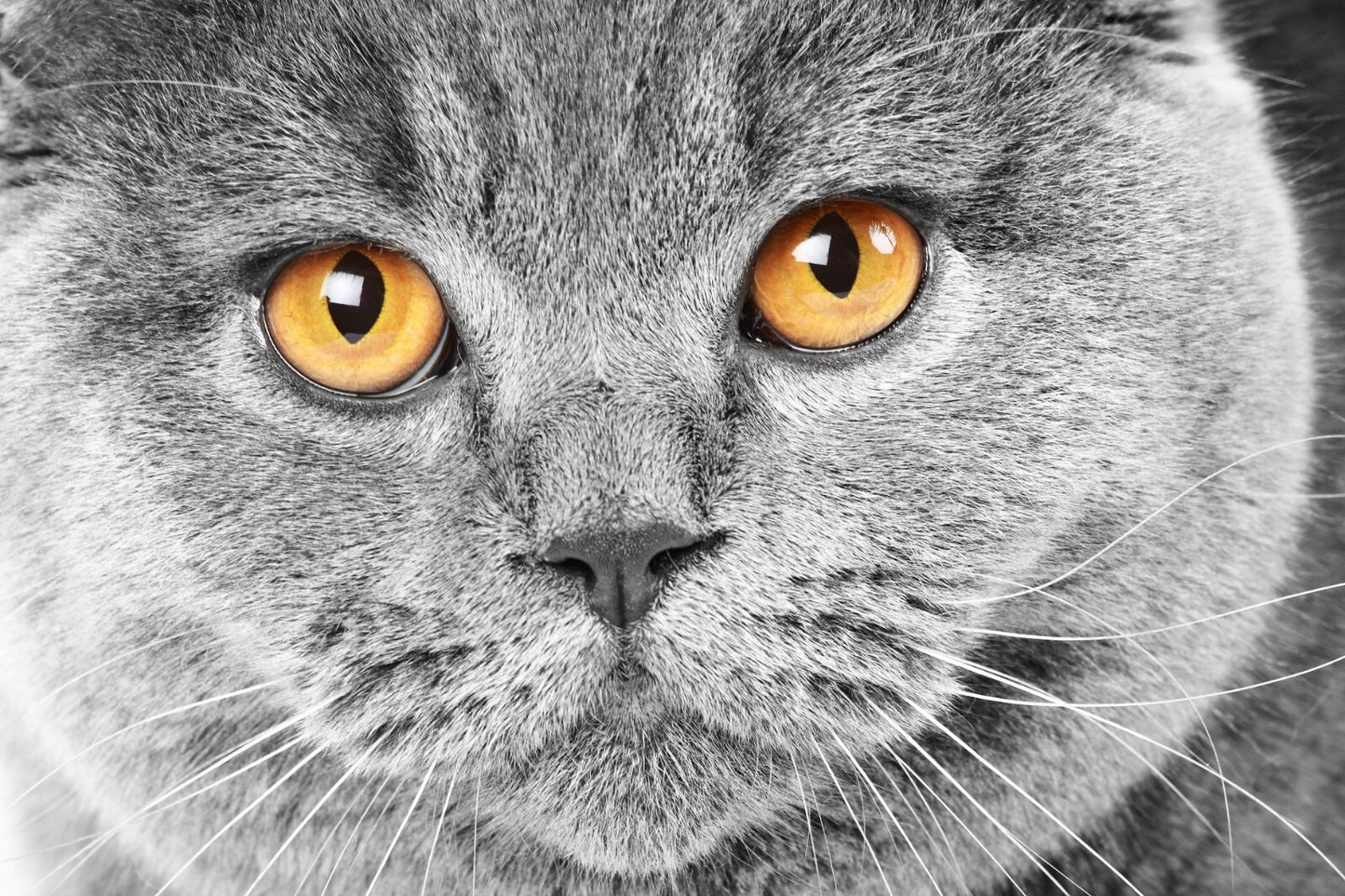 Cat Canvas Framed Poster | Wall Art - Home Decor