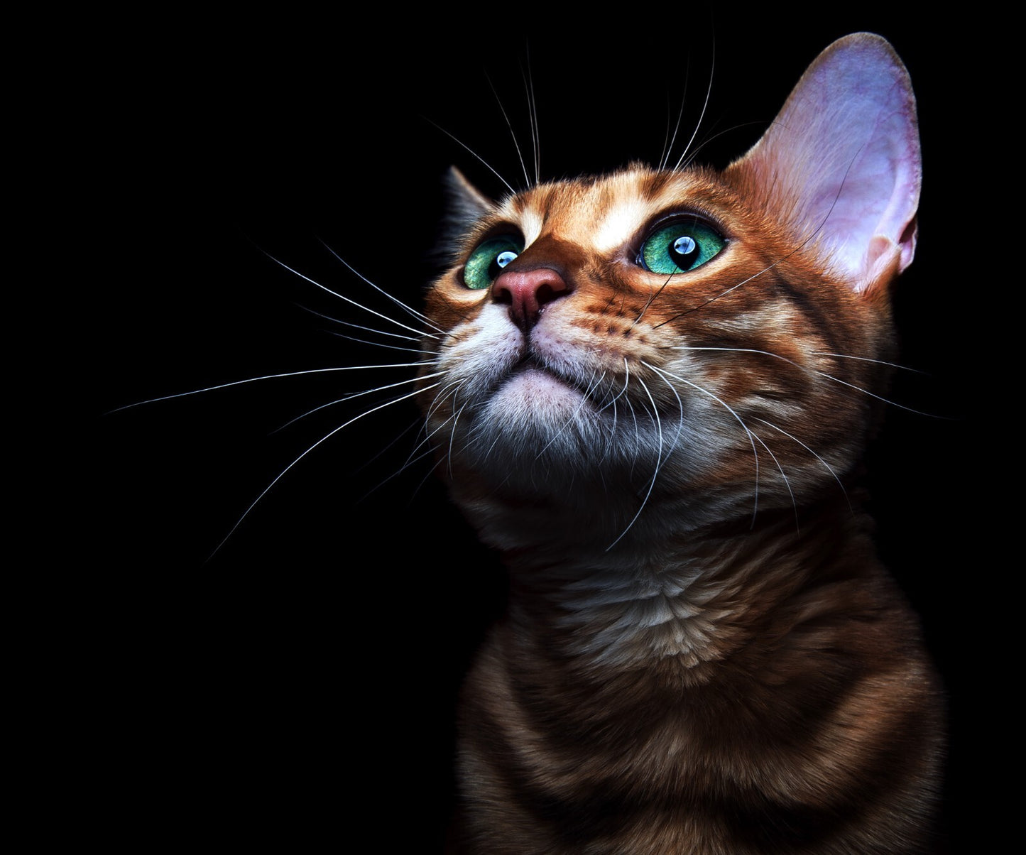 Cat Canvas Framed Poster | Wall Art - Home Decor