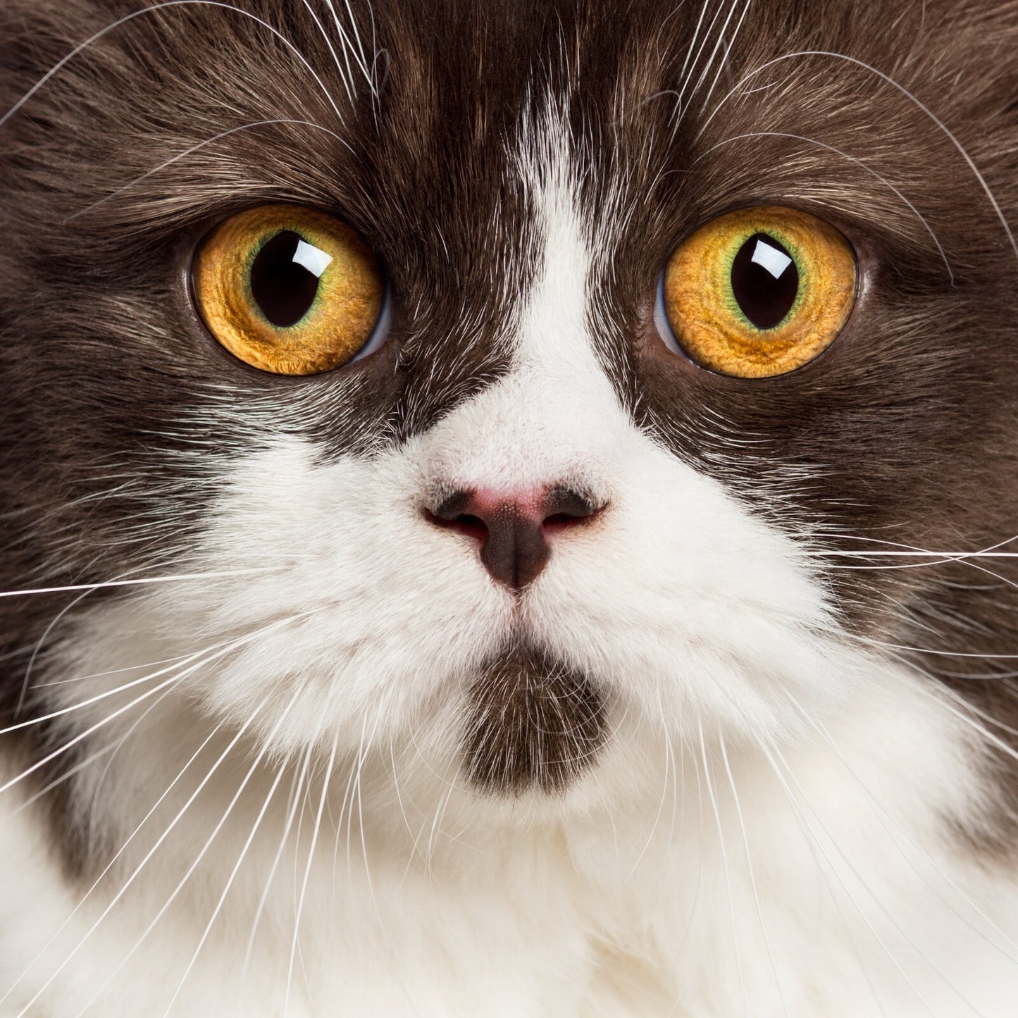 Cat Canvas Framed Poster | Wall Art - Home Decor