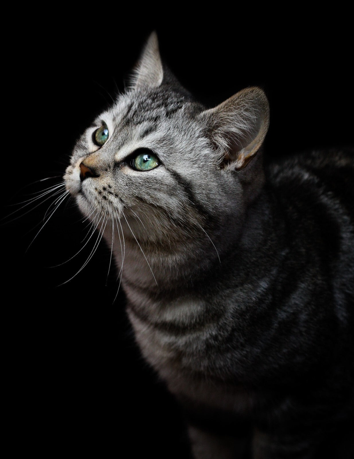 Cat Canvas Framed Poster | Wall Art - Home Decor