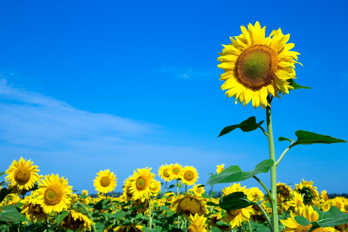 Flowers Canvas | Wall Art , Canvas , Home Decor , Customized Gift