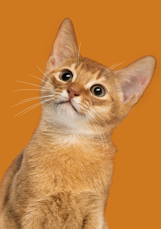 Cat Canvas Framed Poster | Wall Art - Home Decor