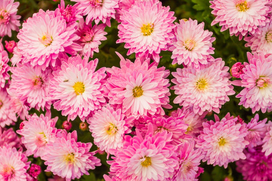 Flowers Canvas | Wall Art , Canvas , Home Decor , Customized Gift