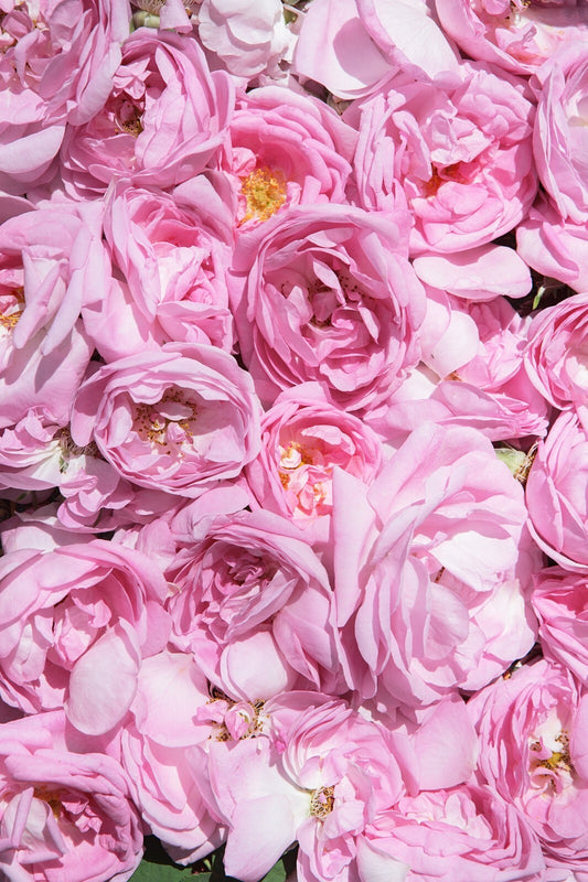 Flowers Canvas | Wall Art , Canvas , Home Decor , Customized Gift