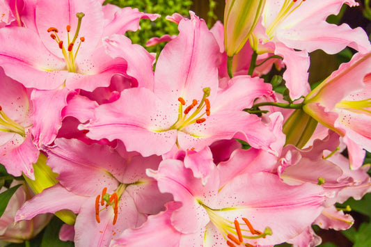 Flowers Canvas | Wall Art , Canvas , Home Decor , Customized Gift