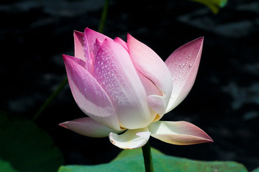 Flowers Canvas | Wall Art , Canvas , Home Decor , Customized Gift