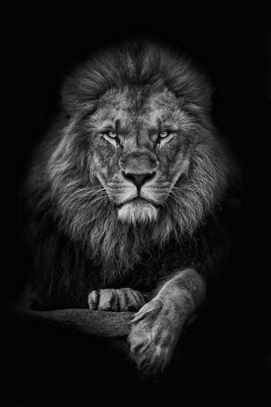 Lion Canvas Framed Poster | Wall Art - Home Decor