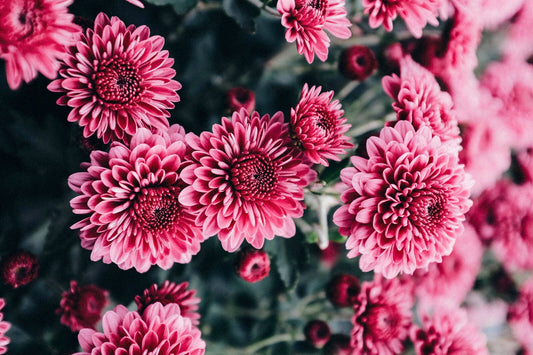 Flowers Canvas | Wall Art , Canvas , Home Decor , Customized Gift