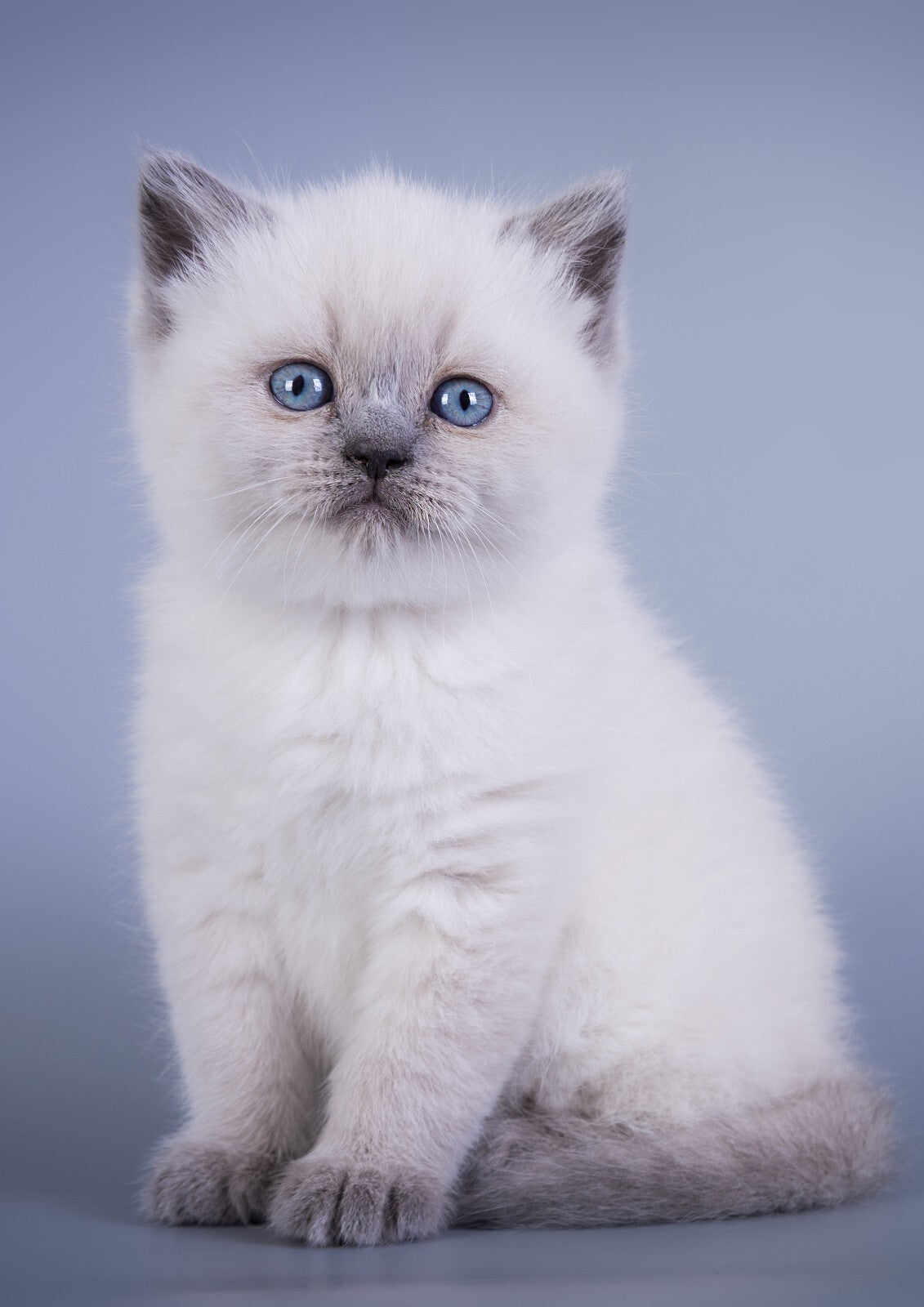 Cat Canvas Framed Poster | Wall Art - Home Decor