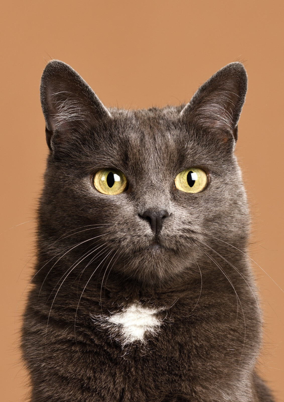 Cat Canvas Framed Poster | Wall Art - Home Decor